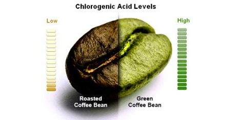 chlorogenic acid levels